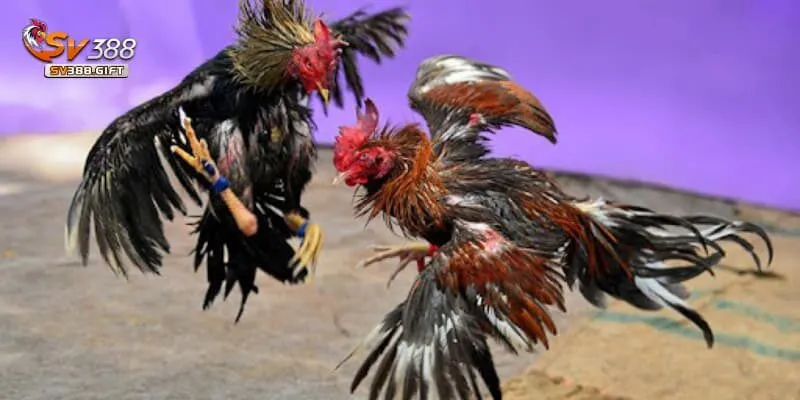 Tùy theo hệ điều hành để download ứng dụng phù hợp